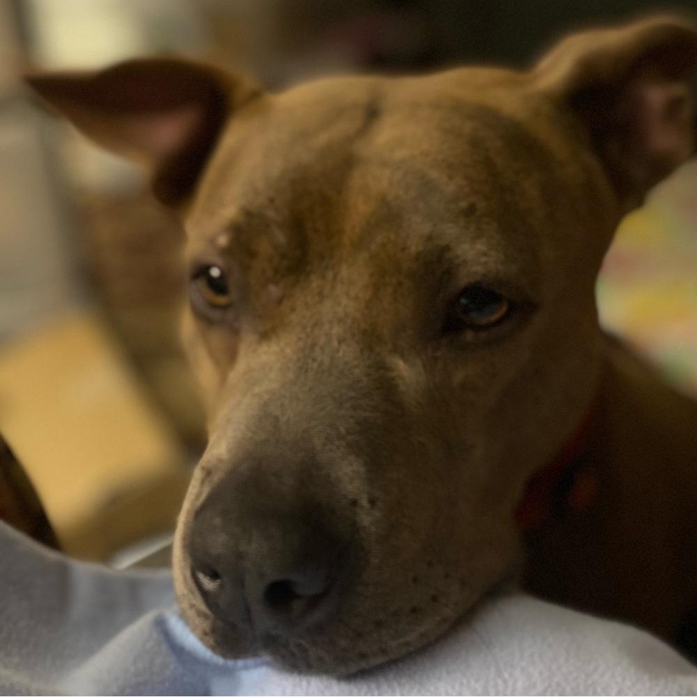 Meet your Posher, Dawn annette